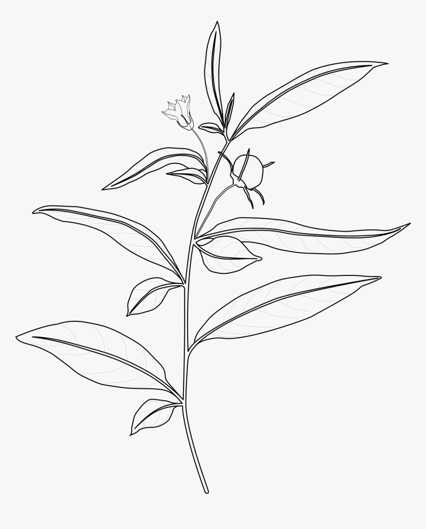 Line Art, HD Png Download