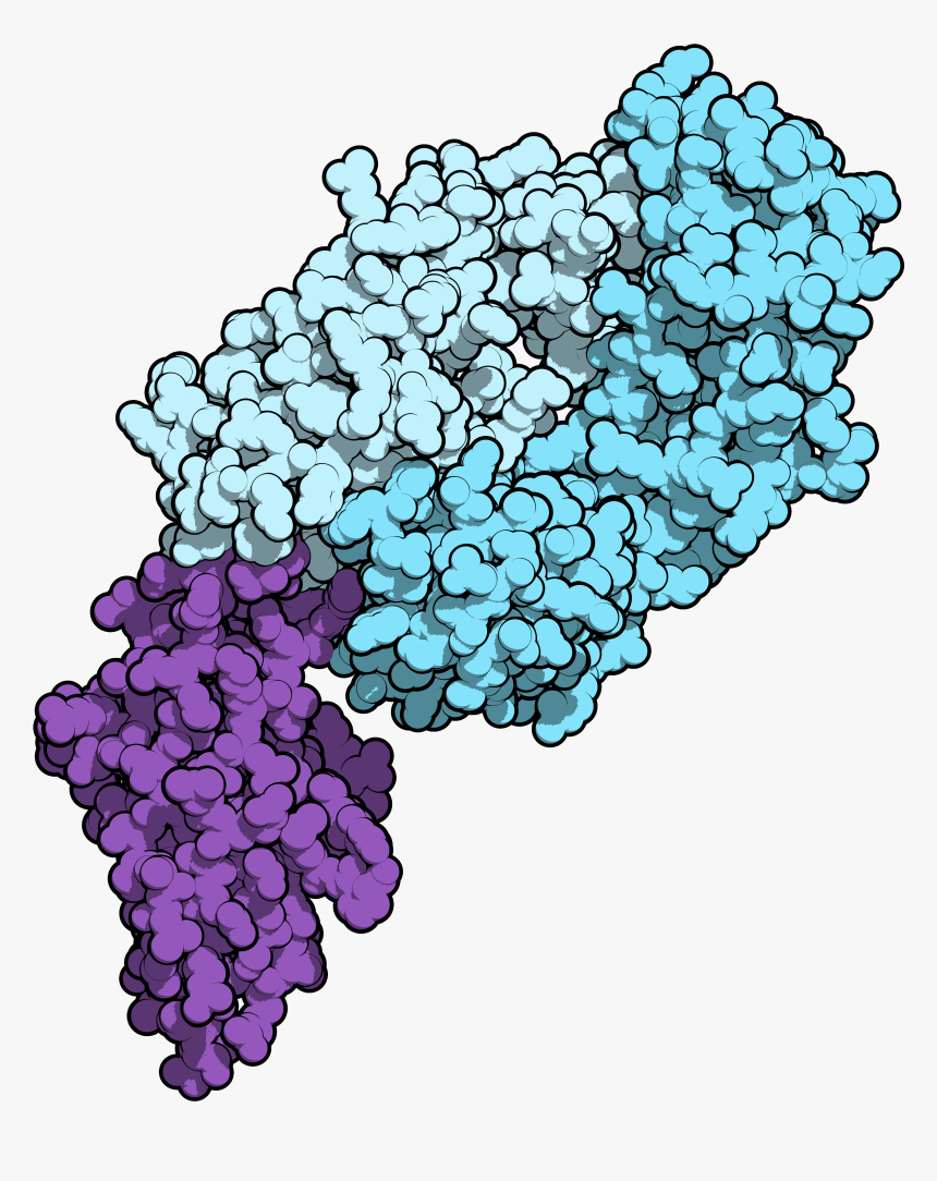 Nivolumab 5ggr - Nivolumab Pdb, HD Png Download