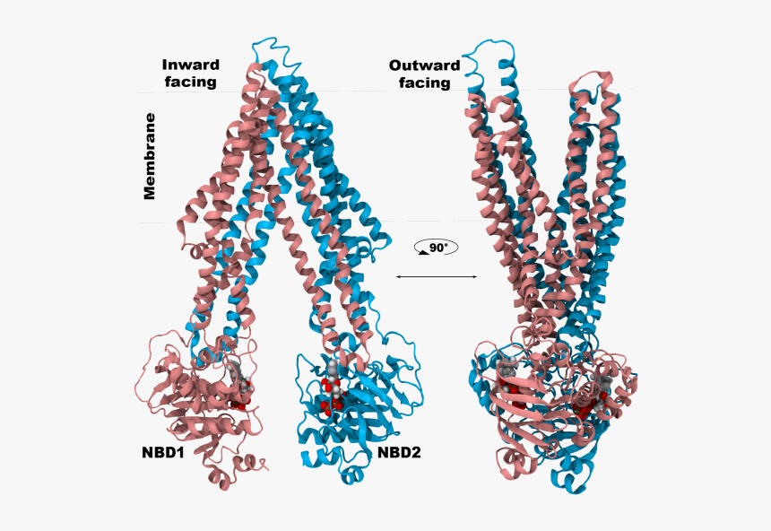 Dbp5, HD Png Download