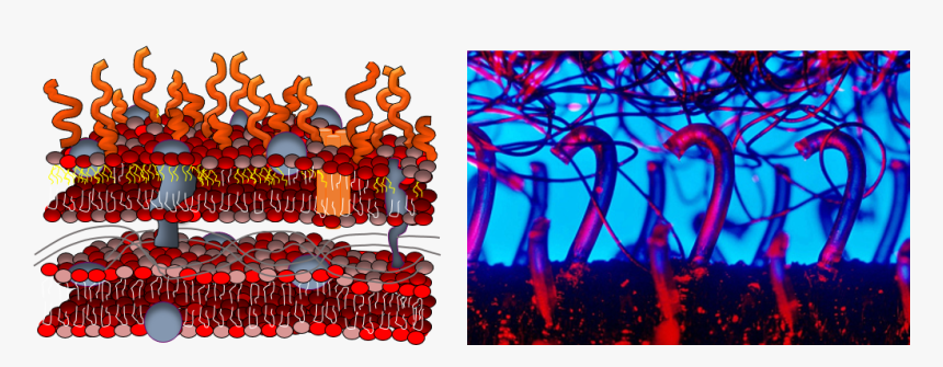 Cell Membrane And Velcro - Velcro Close Up, HD Png Download