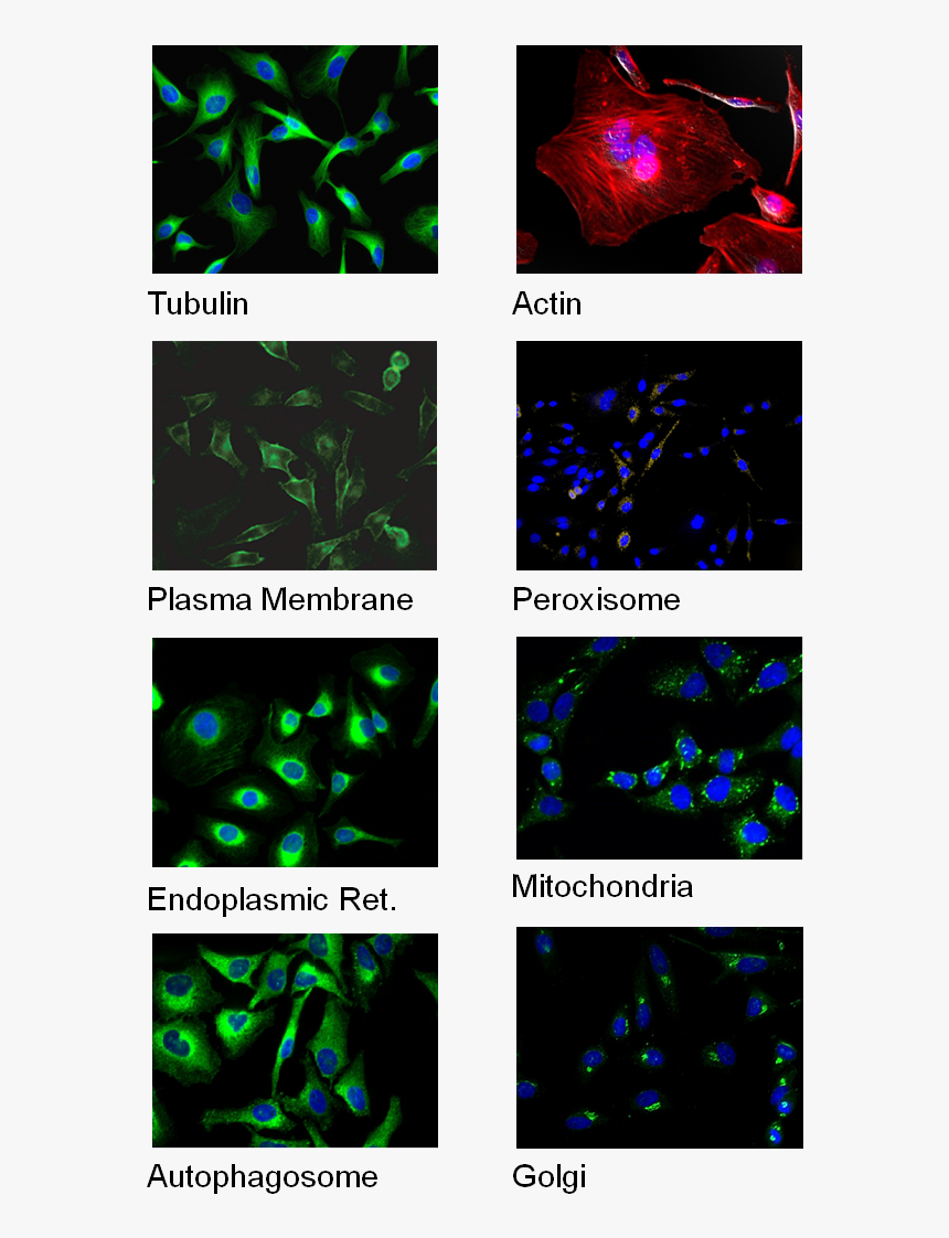 Cell Staining - Graphic Design, HD Png Download
