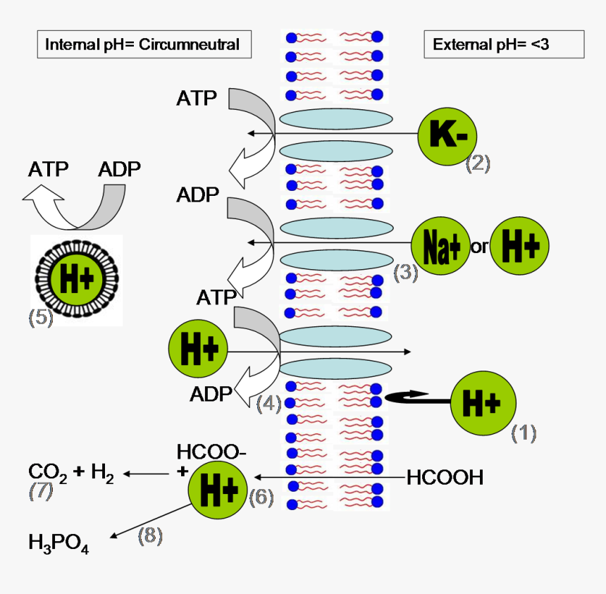 Acid Mine Drainage, HD Png Download