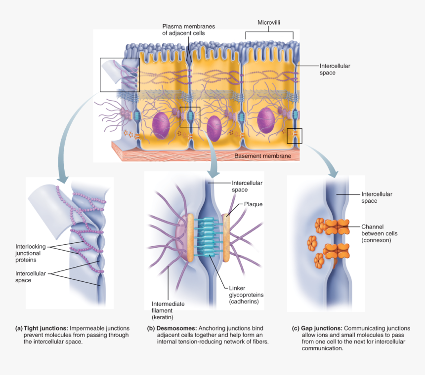 Tight Junction Gap Junction, HD Png Download