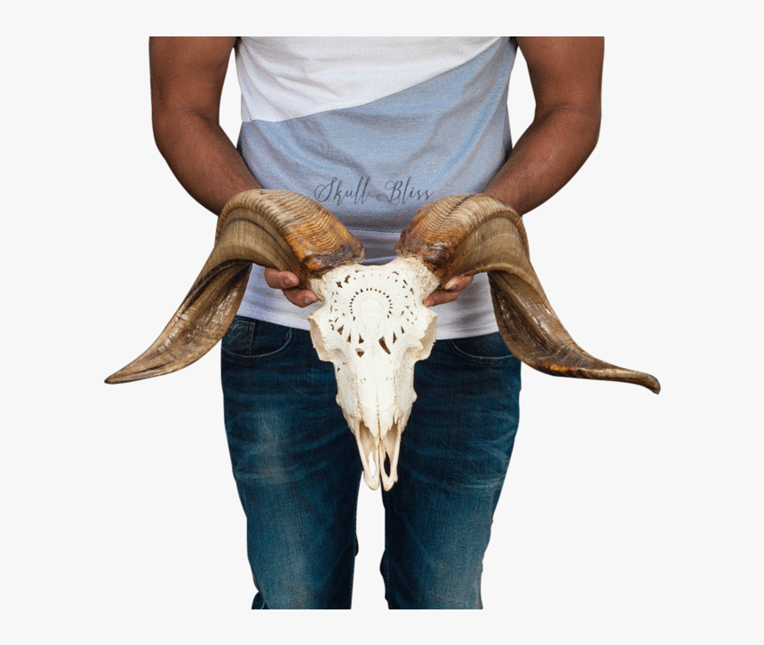 Carved Ram Skull Bull - Bull, HD Png Download