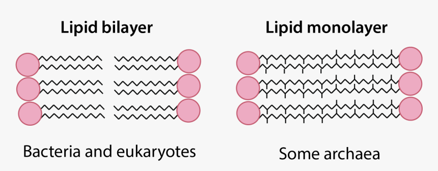 Lipid Bilayer Vs Monolayer, HD Png Download