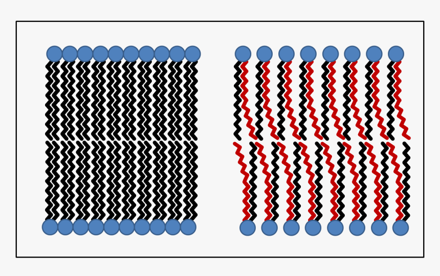 The Diagram Below Shows How The Phospholipids Group - Trans Fatty Acid Membrane, HD Png Download