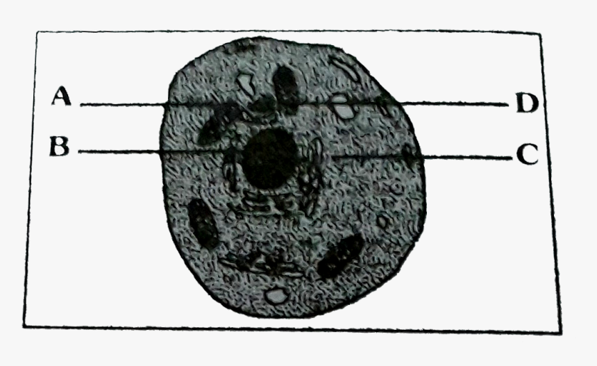 Circle, HD Png Download