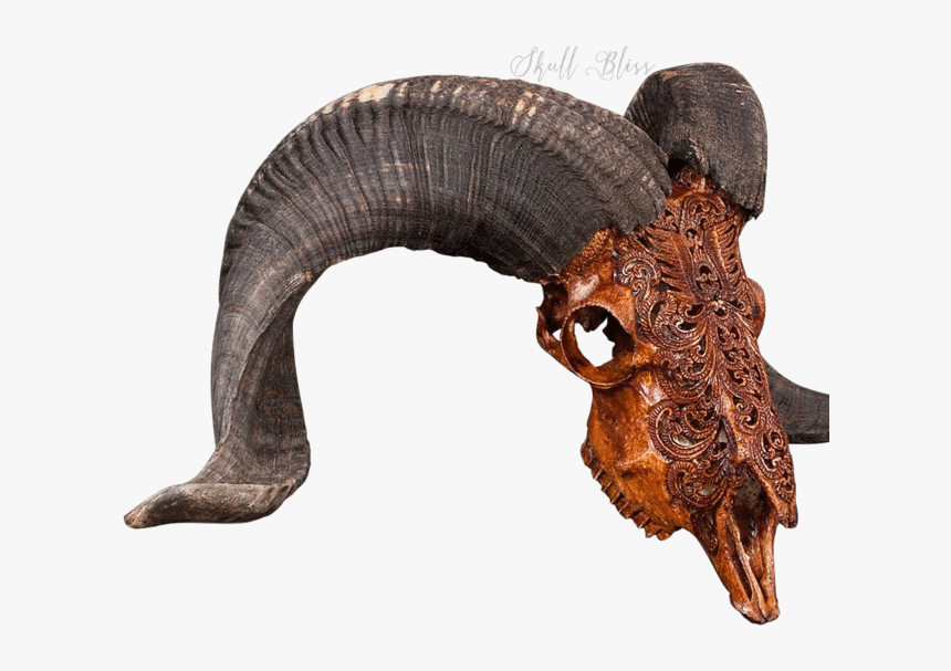 Transparent Transparent Skull Png - Ram Skull Png, Png Download