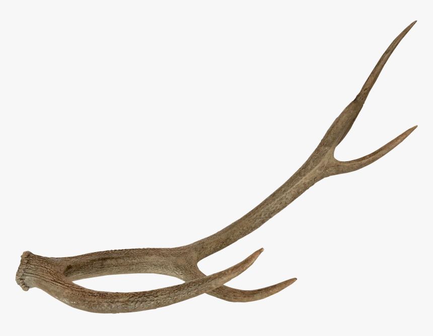 Five Prong Resin Horn - Deer Horn Png, Transparent Png