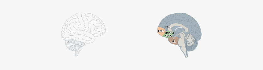 Human Brain - Sketch, HD Png Download
