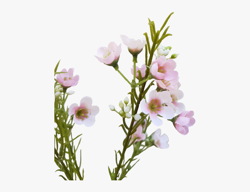 Wax Flower - Bouquet, HD Png Download