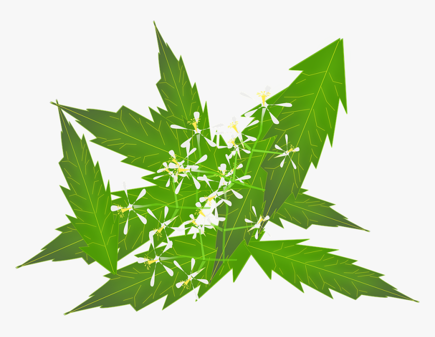 Ayurveda, Medicine, Indian, Natural - Neem Paste For Hair, HD Png Download