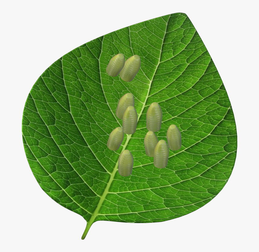 Tree, HD Png Download