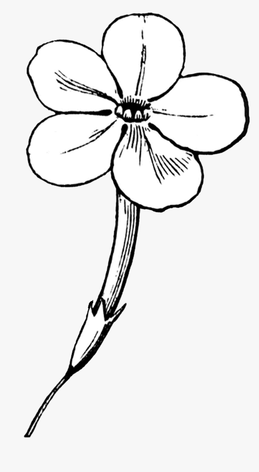 Free Digital Stamp Downloads Flowers Wallpaper Desktop - رغد الوزان في بيتها, HD Png Download
