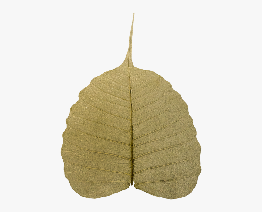 Bodhi Leaf Wilted - Maidenhair Tree, HD Png Download