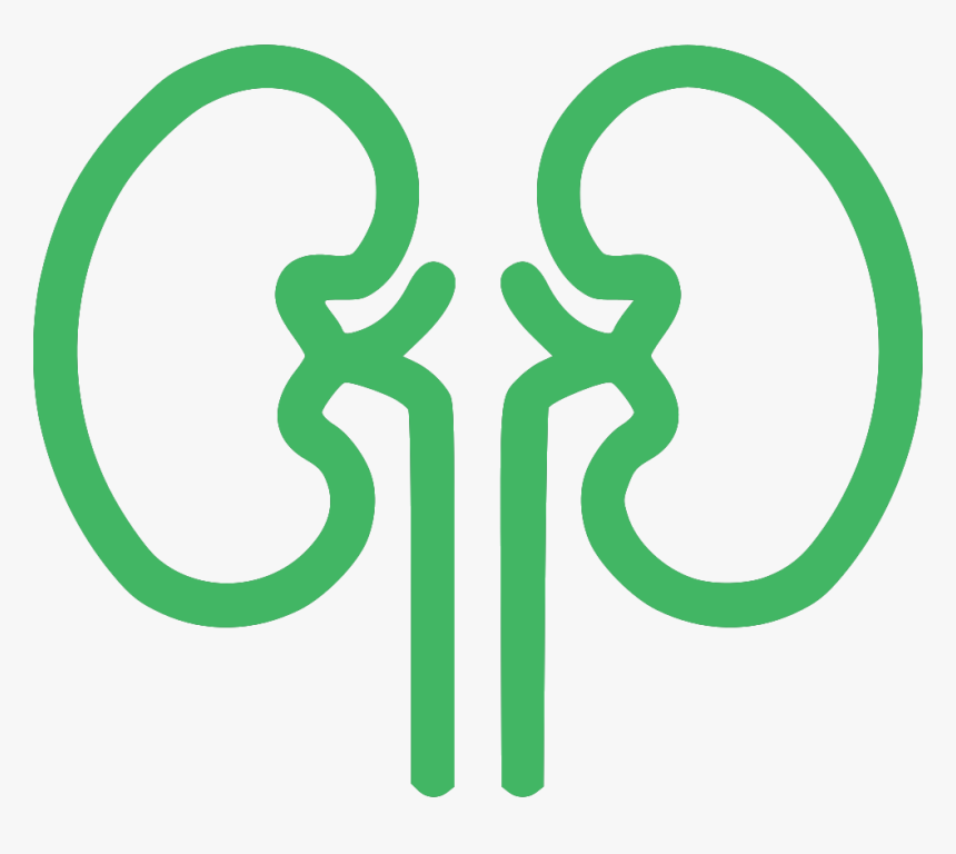 Ayurveda Upachar Kendra - Clip Art Of Kidney In Black And White, HD Png Download