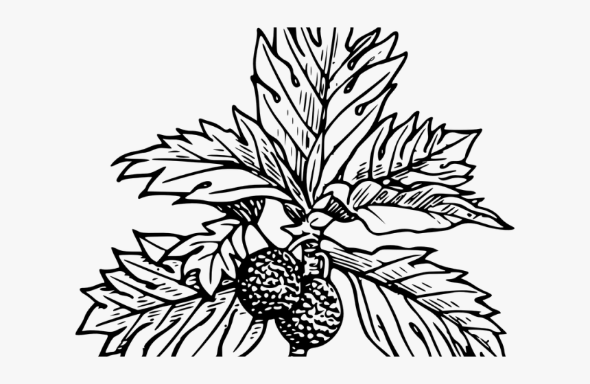 Breadfruit Clipart, HD Png Download