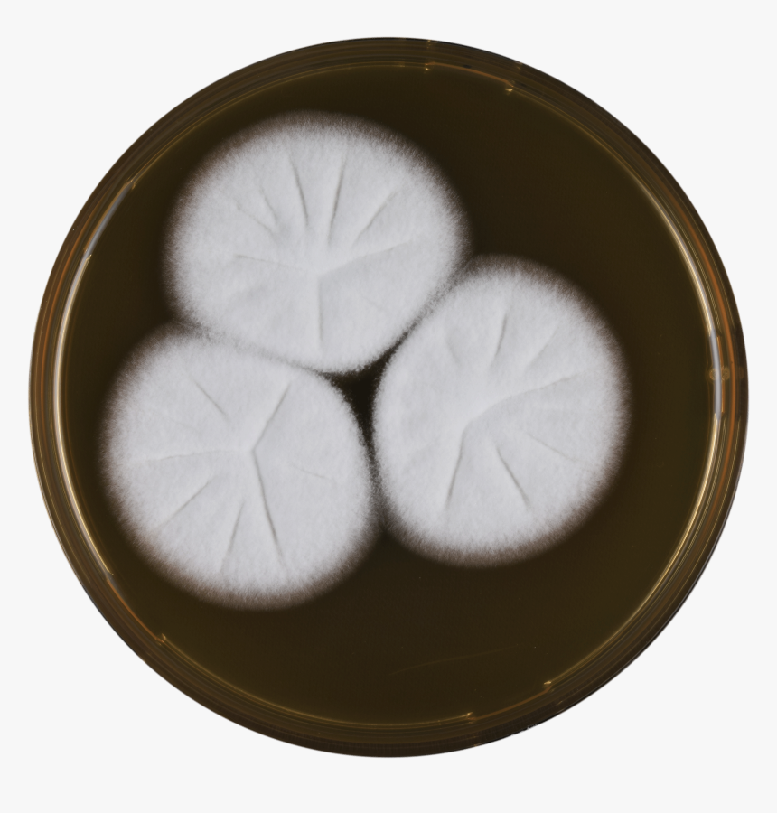 Aspergillus Assulatus Meaox - Dish, HD Png Download