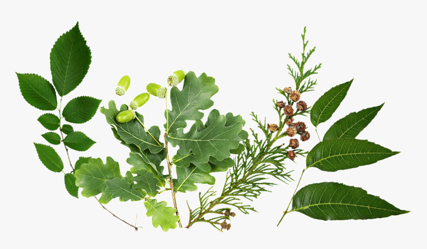 Lily - Gambel Oak, HD Png Download