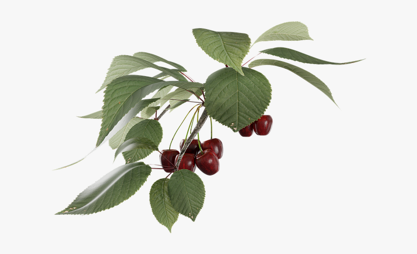 Cherry, Fruit, Transparent, A Branch - Cherry Fruit Branch, HD Png Download
