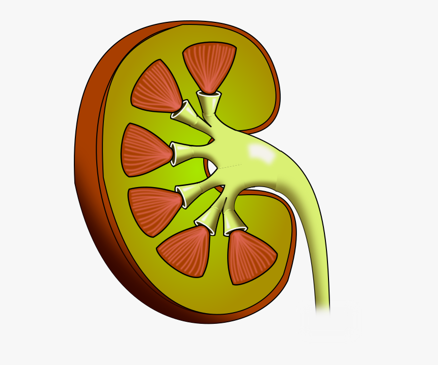Clip Art, HD Png Download