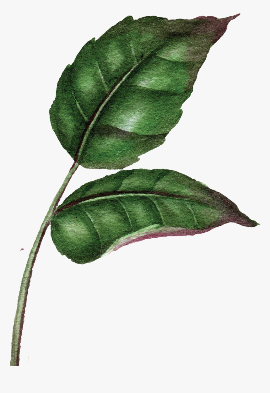 Illustration, HD Png Download