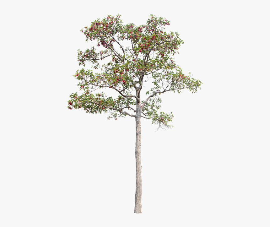 Tree, Green, Isolated, Garden, Forest, Decoration - Decoratione Garden Png, Transparent Png