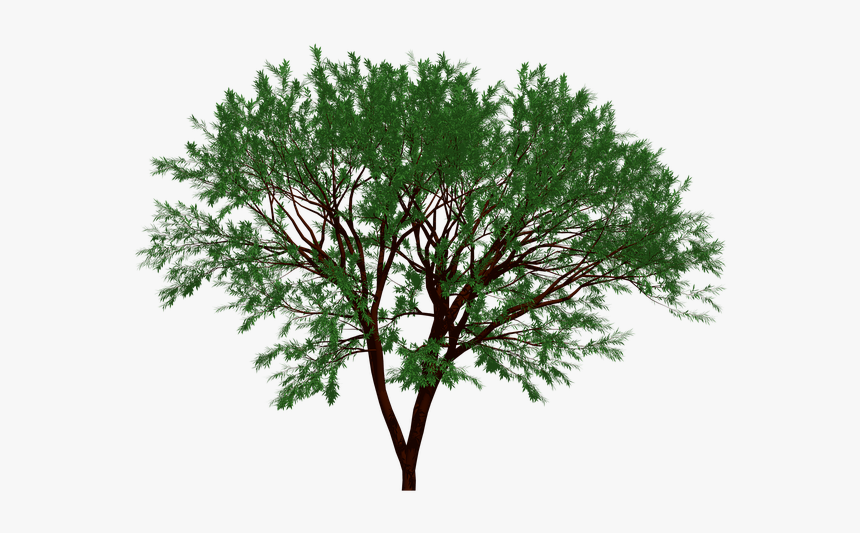 Tree, Nature, Garden, Forest, Leaf, Leaves, Natural - Portable Network Graphics, HD Png Download