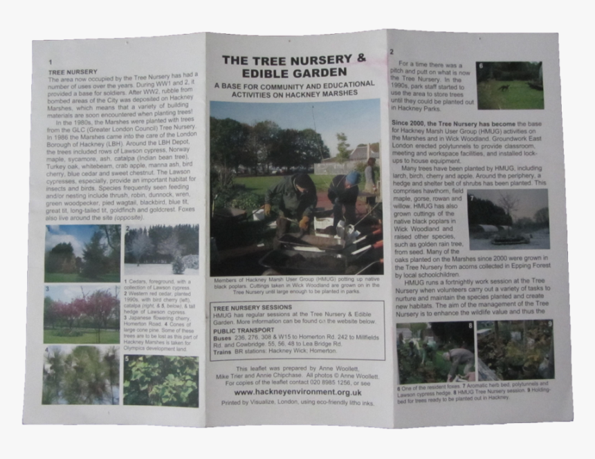 Tree, HD Png Download