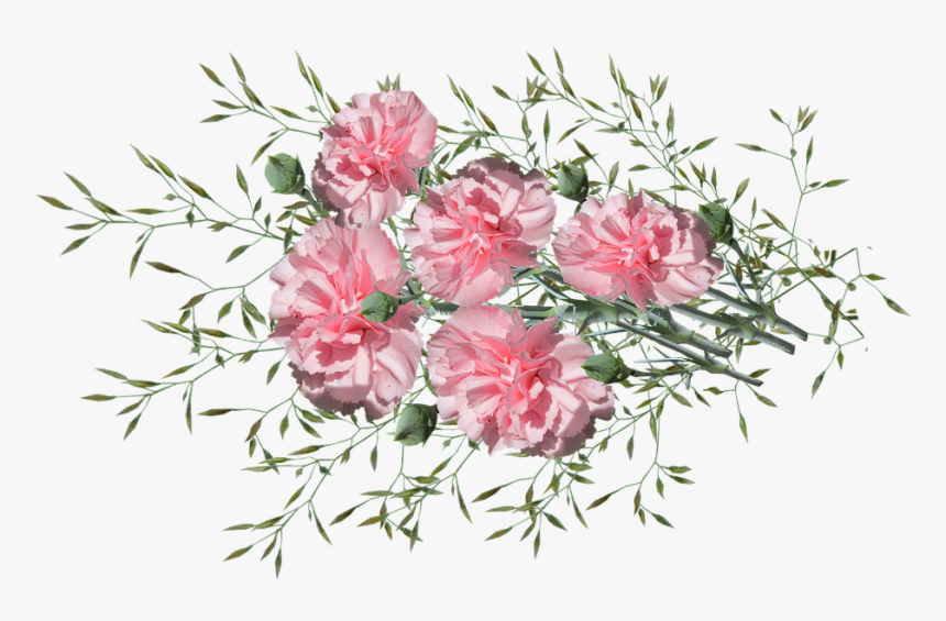 Carnations, Flowers, Nature, Garden, Plants - Bouquet, HD Png Download