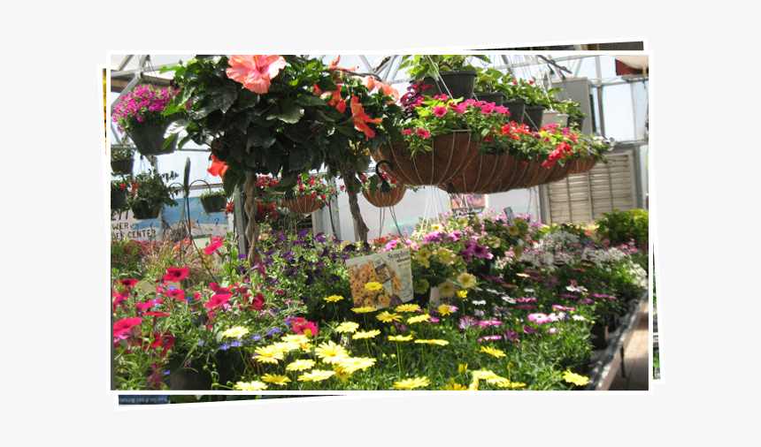 Flowers With Different Colors - Yard, HD Png Download