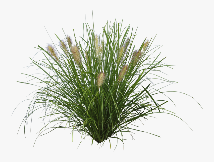 Grasses Png, Transparent Png