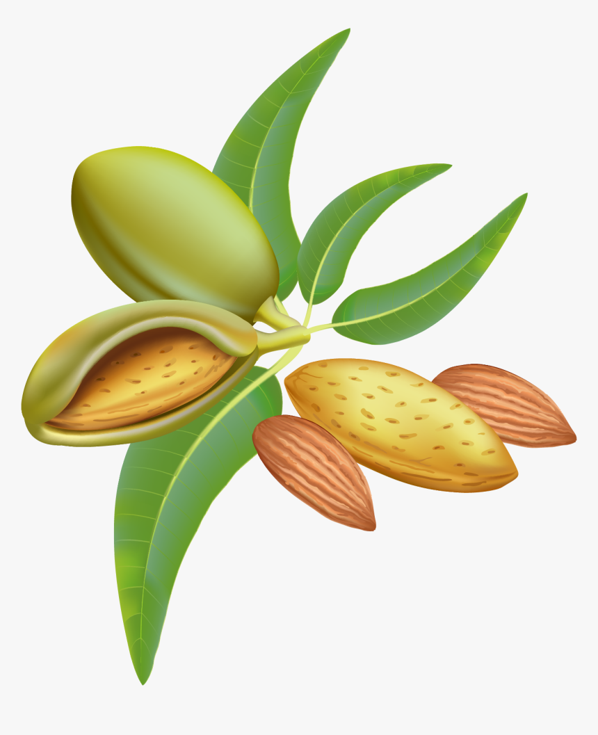 Almond Png Clipart Image - Almonds Graphic, Transparent Png