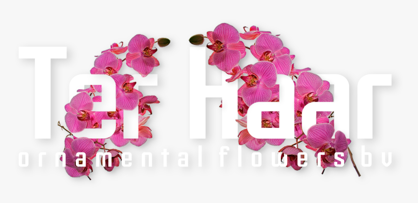 Ter Haar Ornamental Flowers Bv - Ter Haar Ornamental, HD Png Download