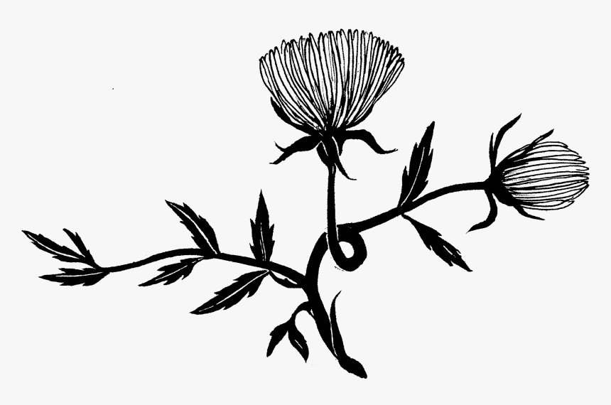 Ilka Van Wieren Photography - Illustration, HD Png Download