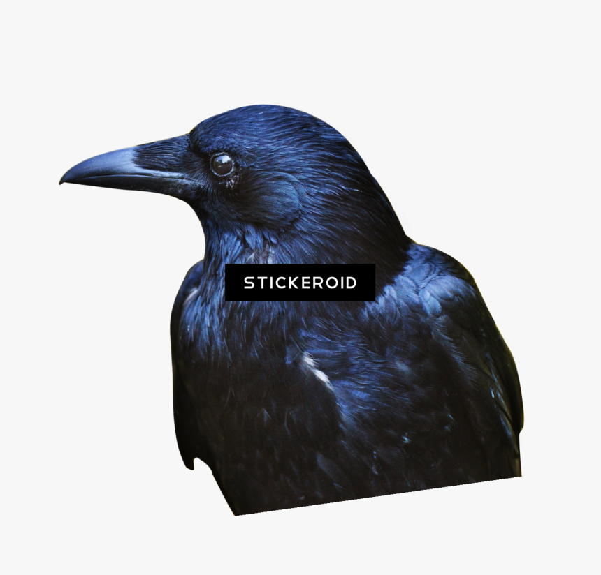 Crow Hd Birds - American Crow, HD Png Download