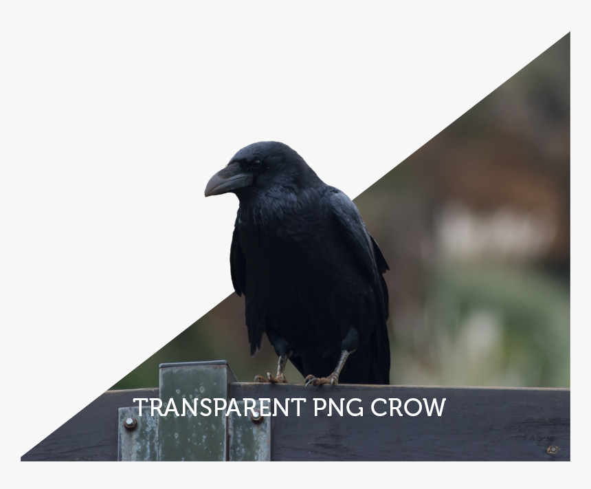American Crow, HD Png Download