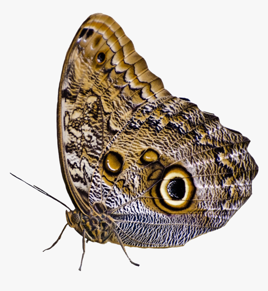 Transparent Butterflies Png Transparent - Png Moth, Png Download
