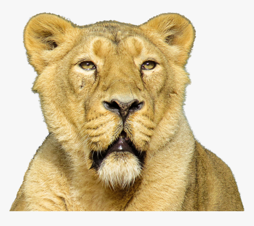 Isolated Animal Lion Free Photo - Lion Roar Transparent Backgrounds, HD Png Download