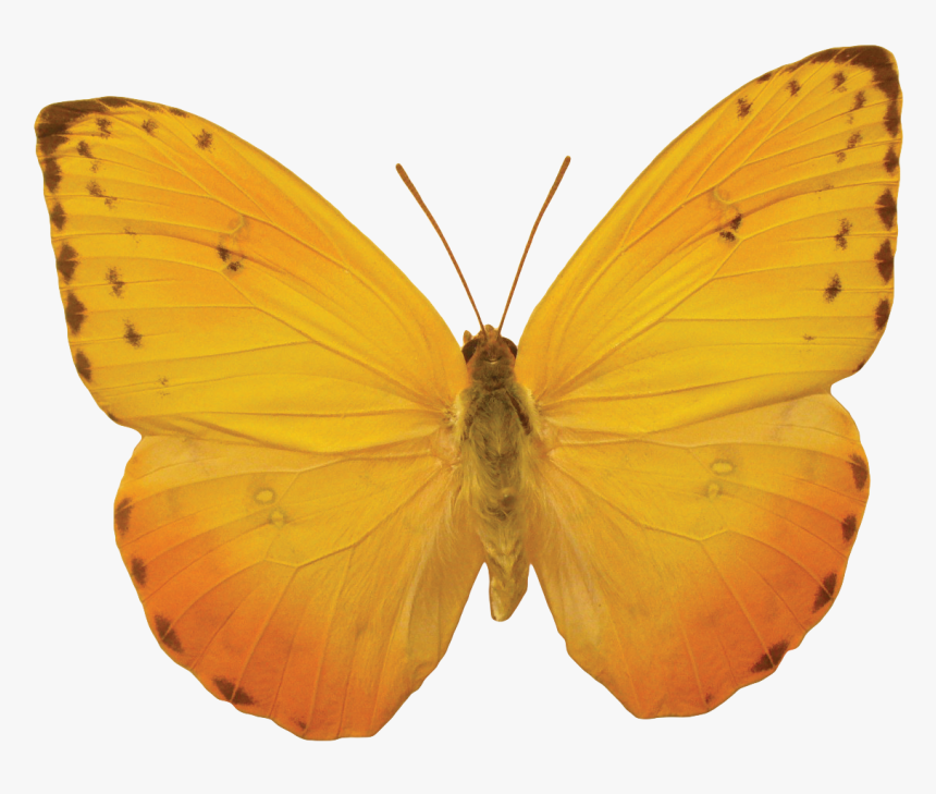 Transparent Butterfly Body Clipart - Yellow Butterfly Png, Png Download