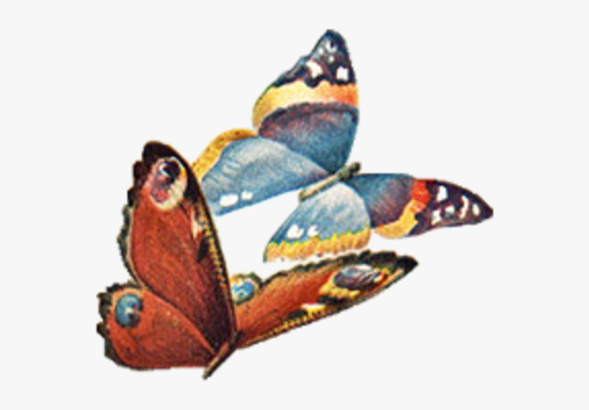Clipart Free Vintage Butterfly, HD Png Download , Transparent Png Image -  PNGitem