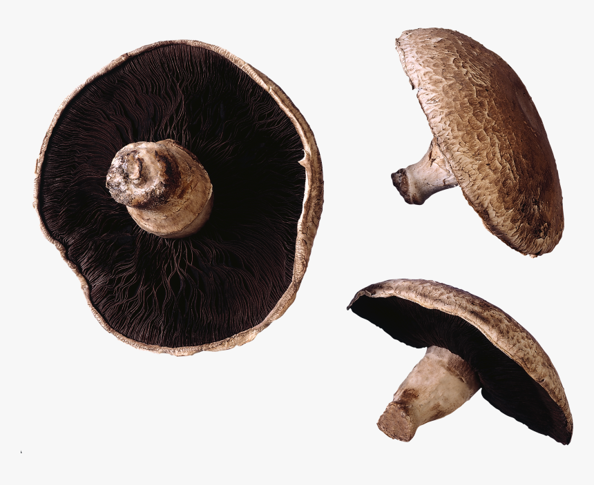 Mushroom Png Images Download - Do Mushroom Have Hair, Transparent Png