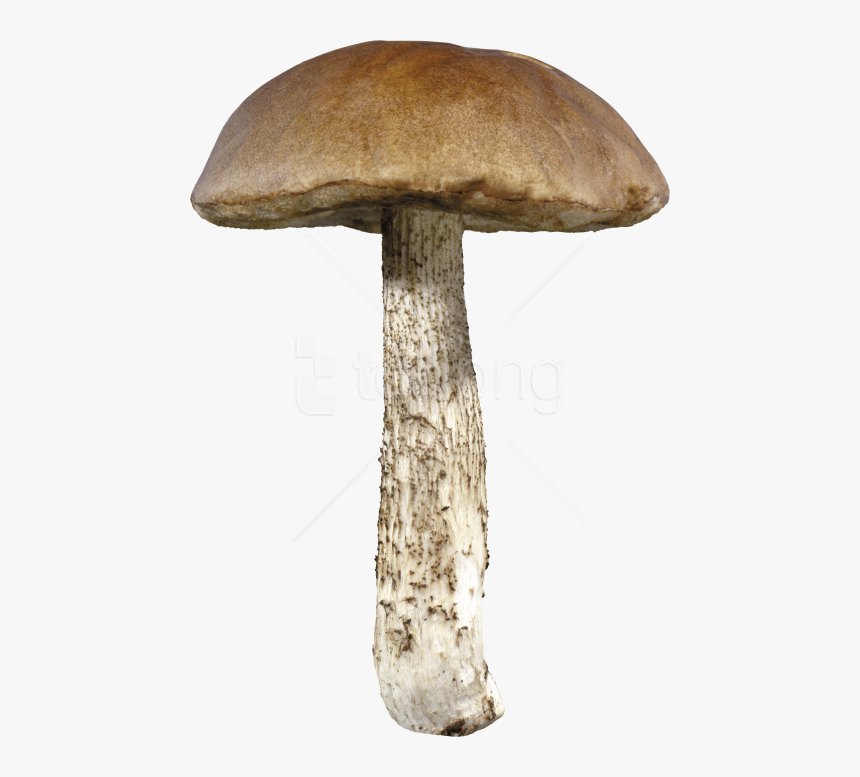 Mushroom,penny Bun,agaric,bolete,edible Mushroom,medicinal - Mushroom Png, Transparent Png