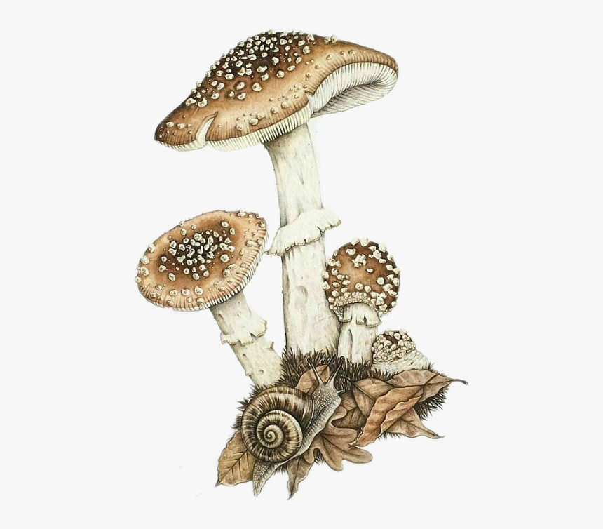 Agaric, HD Png Download
