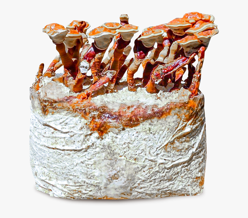 Reishi Mushroom Grow Kit, HD Png Download