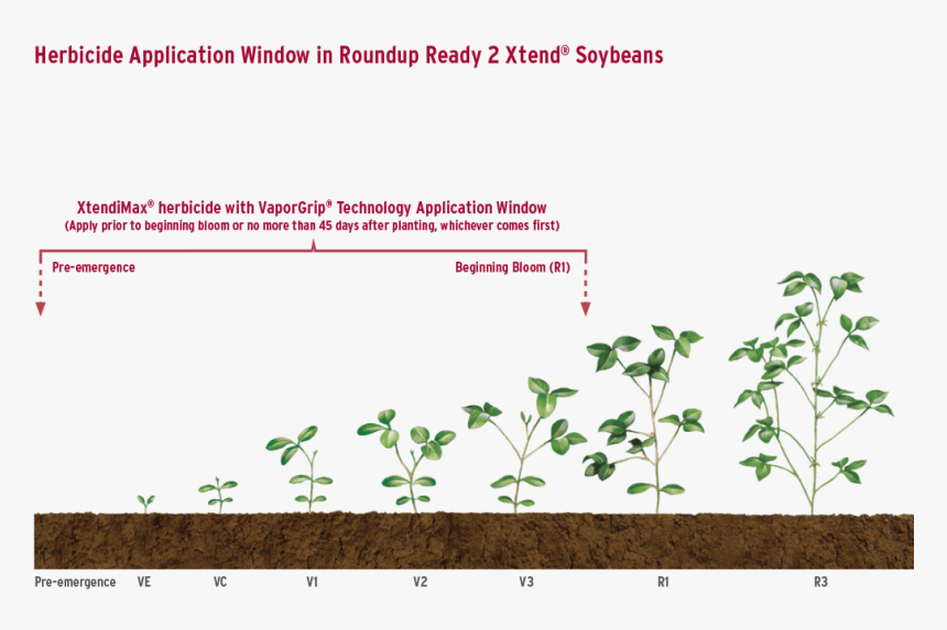 Transparent Soybeans Png - Houseplant, Png Download