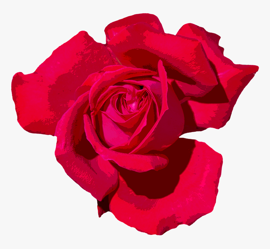Rose, Love, Romantic, Red Rose, Red, Flowers, Blossom - Red Romantic Png Rose, Transparent Png