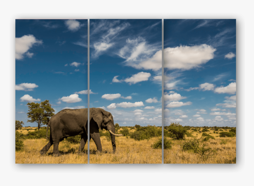 Triptych Elephant Sky - Indian Elephant, HD Png Download