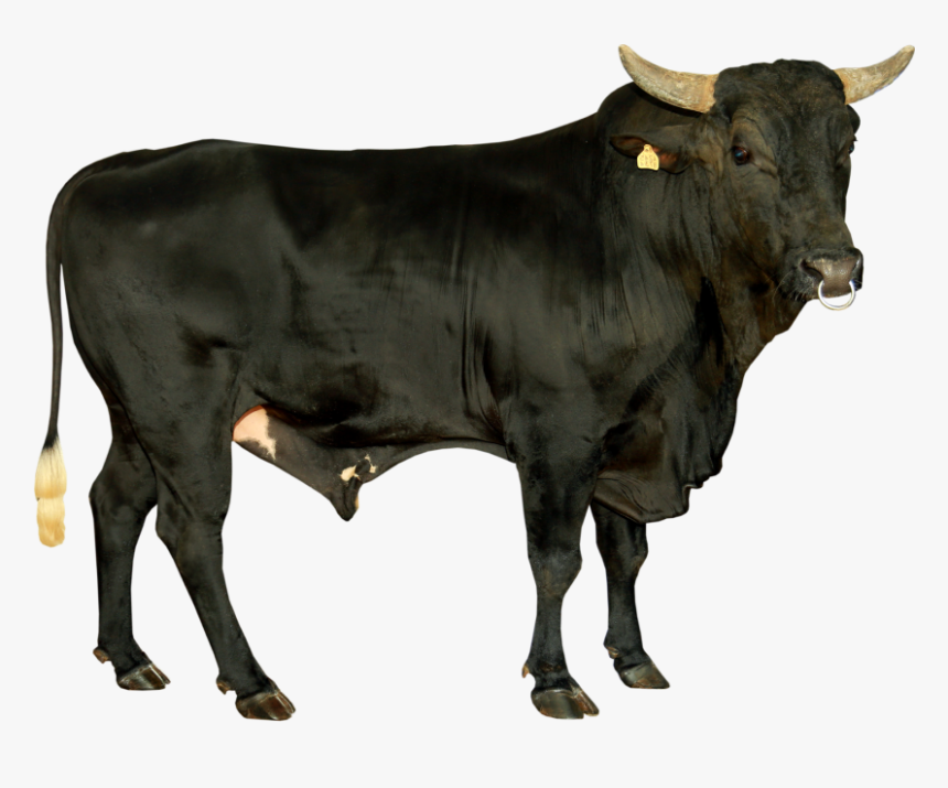 Bull, HD Png Download