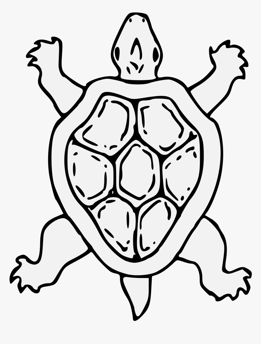 Turtle, HD Png Download